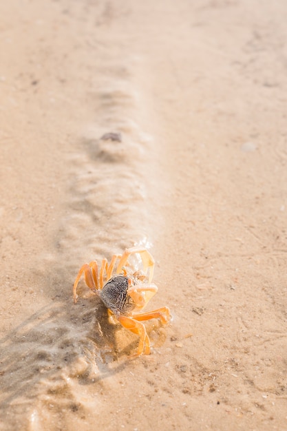 Una vista aerea di granchio sulla sabbia bagnata