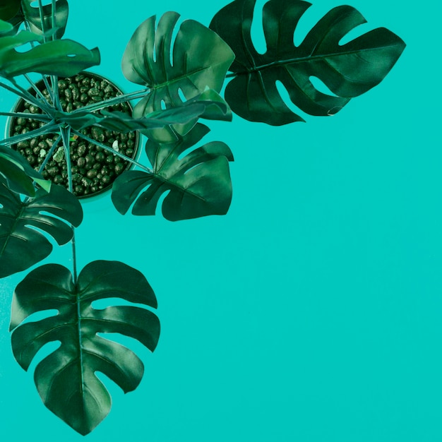 Una vista elevata di monstera artificiale verde va su fondo colorato