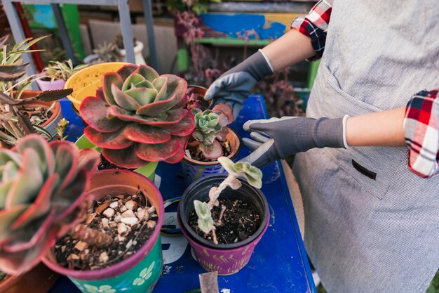 Una vista elevata di un giardiniere femminile prendersi cura della pianta di cactus