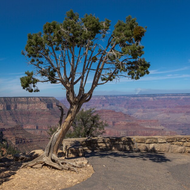 Unico albero che cresce sul bordo con una vista straordinaria di un canyon