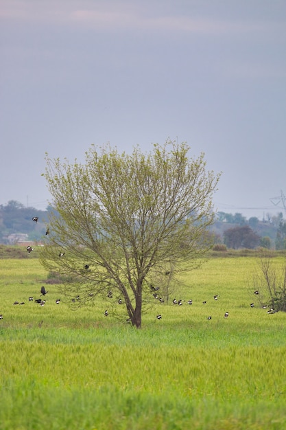 Unico albero con uccelli su di esso in un campo verde