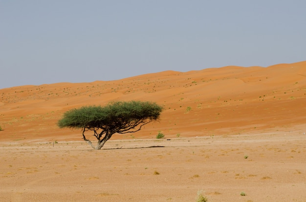 Unico albero dalle foglie verdi in una zona desertica durante il giorno