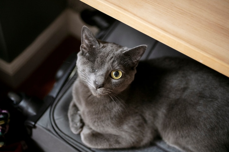 Foto gratuito uno sguardo ravvicinato sullo stile di vita degli animali domestici