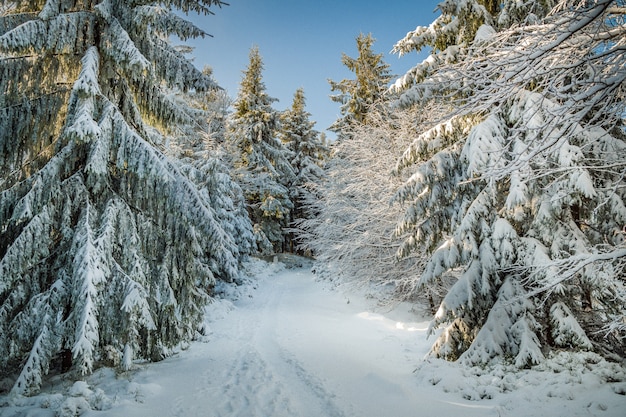Uno splendido scenario di abeti coperti di neve sulle colline in inverno