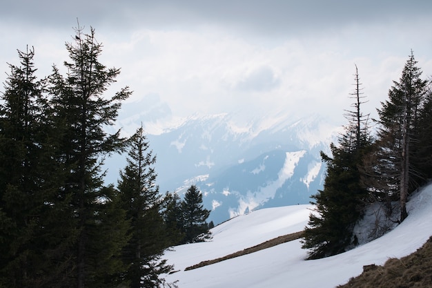 Uno splendido scenario di alte montagne coperte di neve e verdi abeti sotto un cielo nuvoloso