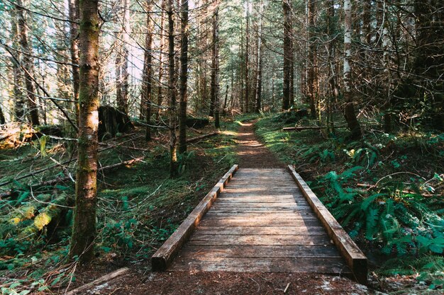 Uno splendido scenario di un piccolo ponte di bordo che conduce su un fosso nella foresta
