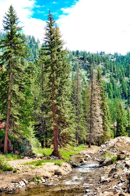 Uno splendido scenario di una foresta con molti abeti e un fiume sotto un cielo nuvoloso