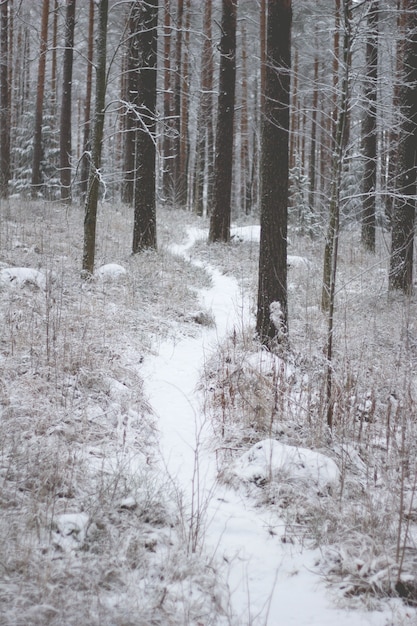 Uno splendido scenario di una foresta con molti alberi coperti di neve