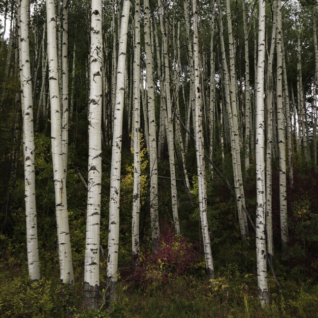 Uno splendido scenario di una foresta piena di alti alberi e altri tipi di piante