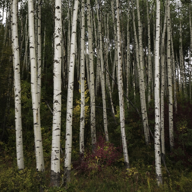 Uno splendido scenario di una foresta piena di alti alberi e altri tipi di piante