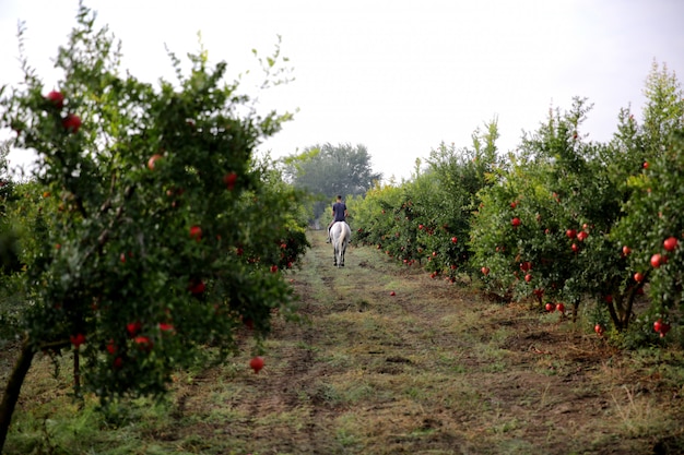 Uomo a cavallo bianco attraverso il giardino di melograno