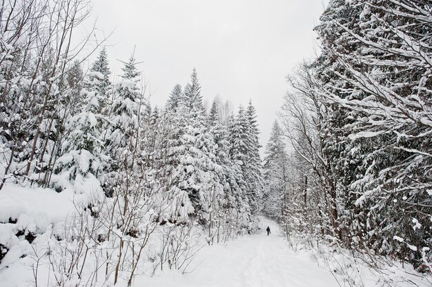 Uomo ai pini coperti di neve sulle montagne dei Carpazi Bellissimi paesaggi invernali Natura gelata