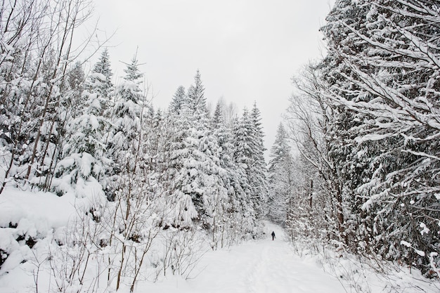 Uomo ai pini coperti di neve sulle montagne dei Carpazi Bellissimi paesaggi invernali Natura gelata