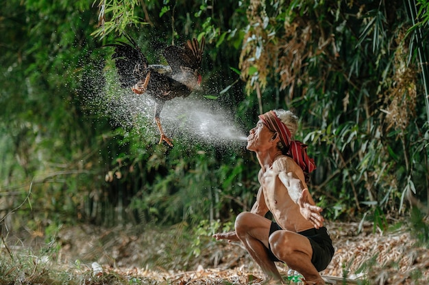 Uomo anziano asiatico senza camicia e perizoma turbante seduto e lanciare il gamecock su e soffiare acqua per fare un bagno, pulire e prendere in giro il bel cazzo da combattimento, copia spazio, concetto di scena rurale