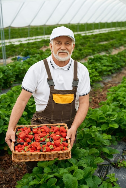 Uomo anziano che raccoglie fragole rosse mature nel cestino