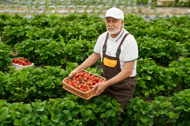 Uomo anziano che raccoglie una gustosa fragola rossa matura nel cestino