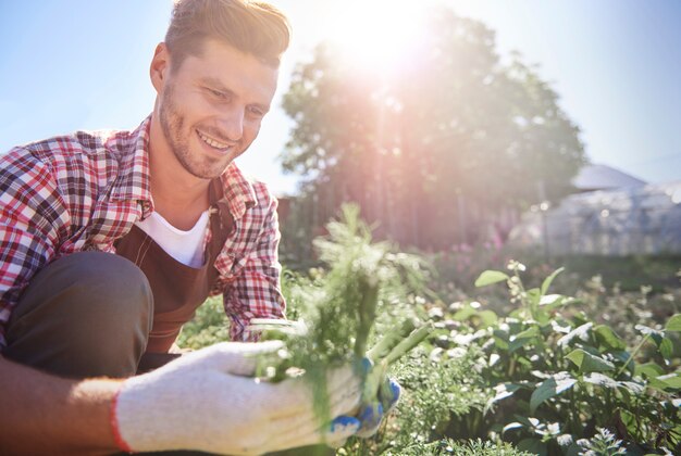 Uomo che prende la carota organica direttamente dal campo