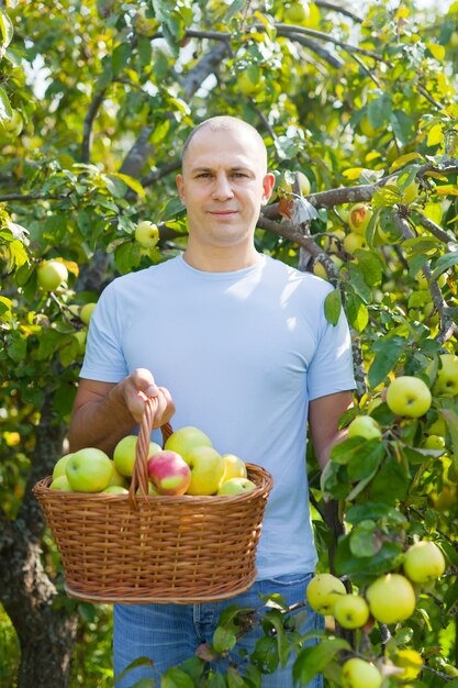 Uomo di mezza età con raccolto di mele