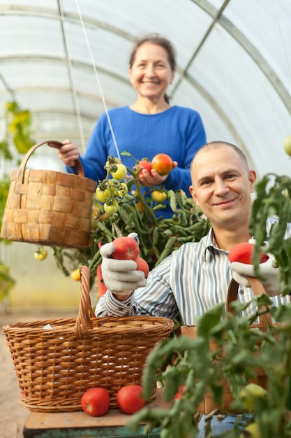 Uomo e donna raccogliendo pomodori