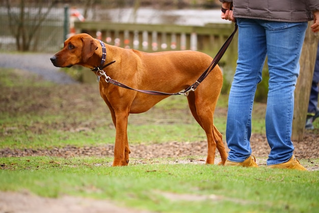 Uomo in piedi in un parco con un Vizsla sotto la luce del sole con uno sfocato