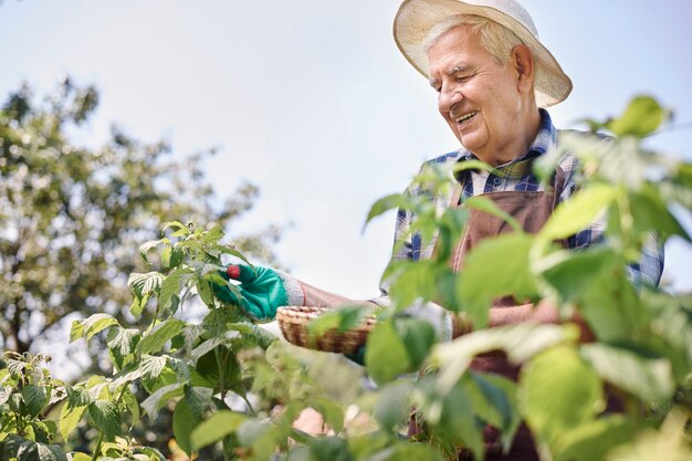 Uomo maggiore che lavora nel campo con la frutta