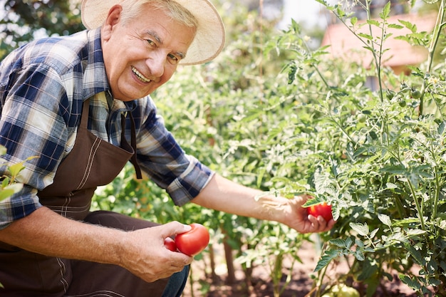 Uomo maggiore che lavora nel campo con le verdure