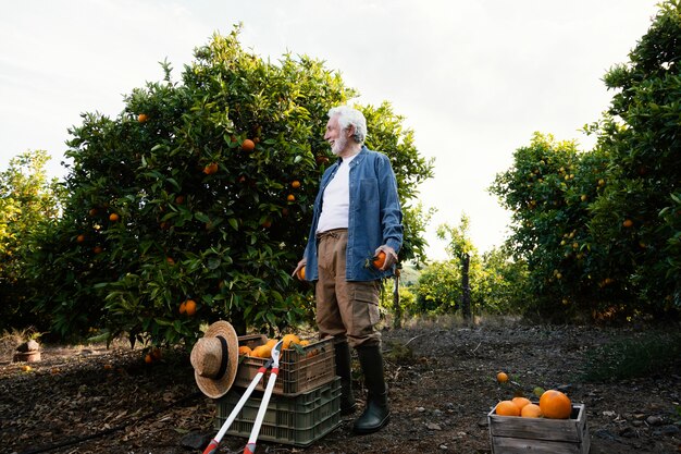 Uomo maggiore che raccoglie alberi di arancio