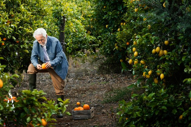 Uomo maggiore in piedi accanto ai suoi alberi di arancio