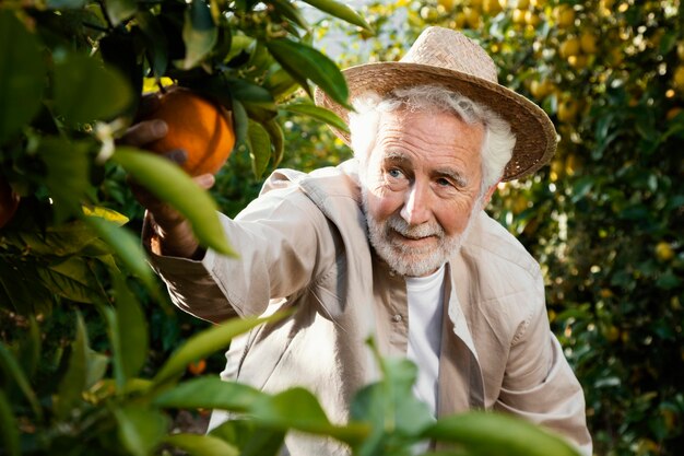 Uomo maggiore nella piantagione di alberi di arancio