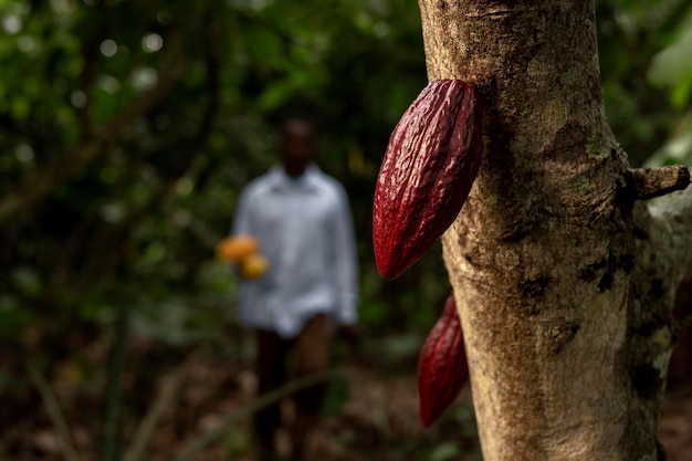 Uomo sfocato e fave di cacao inquadratura media