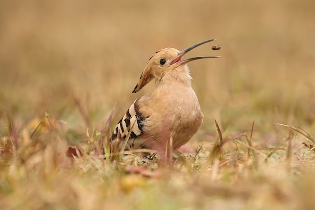 Upupa eurasiatica selvatica nell'habitat naturale