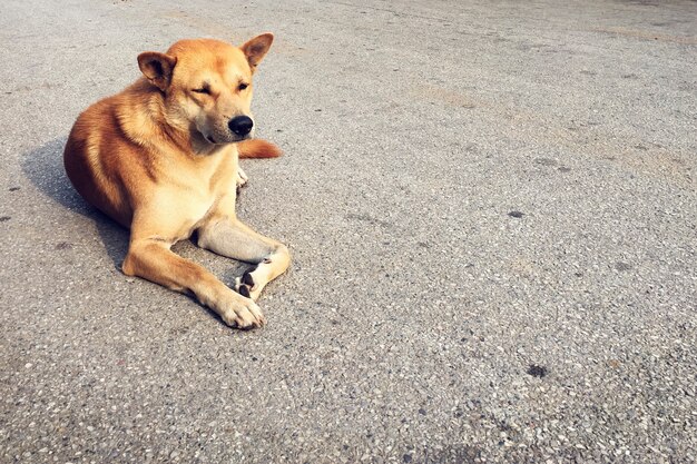 Urban City Homeless Dog solitario