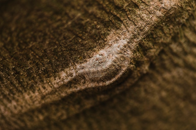 Urto di primo piano sulla corteccia