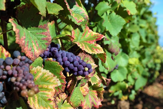 uve da vino rosso che crescono in un vigneto