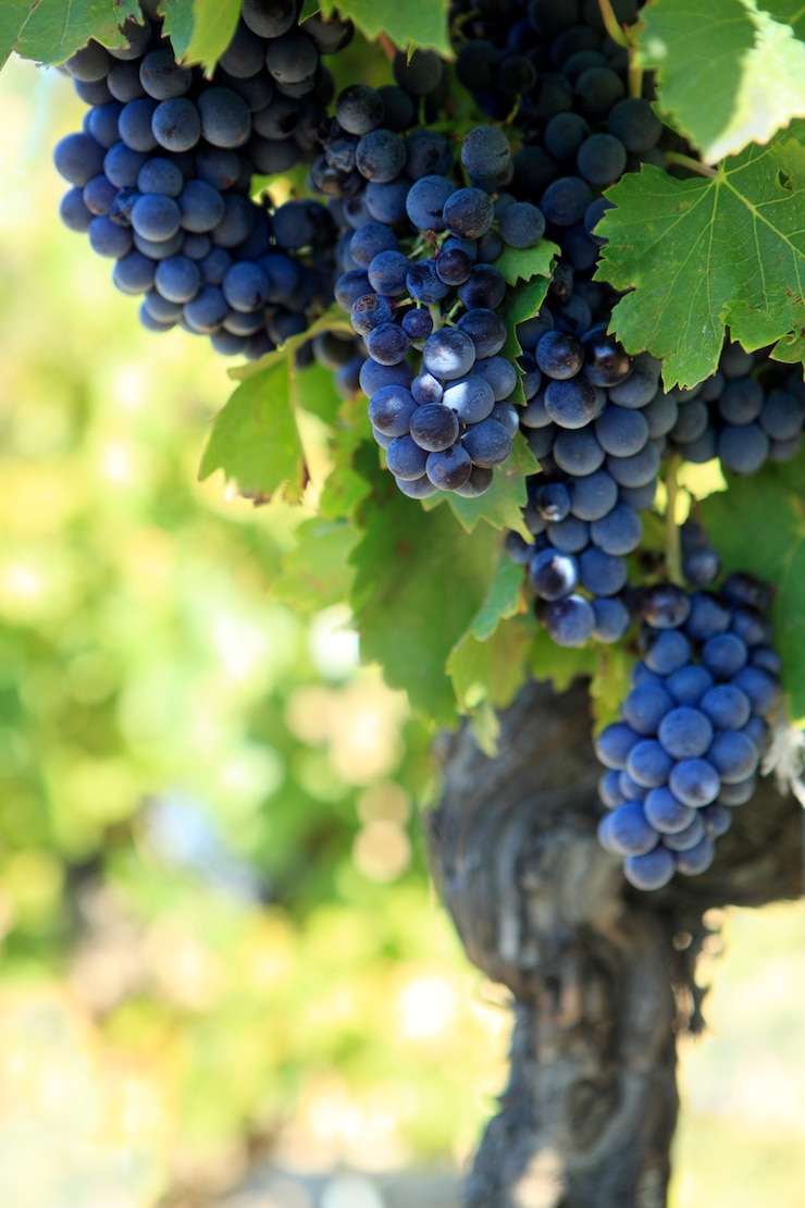 Foto gratuito uve da vino rosso