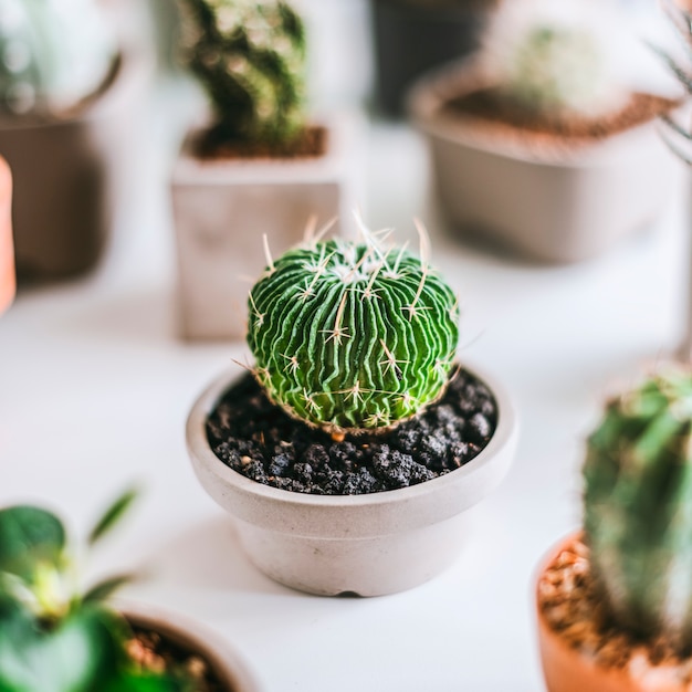 Vari piccoli cactus