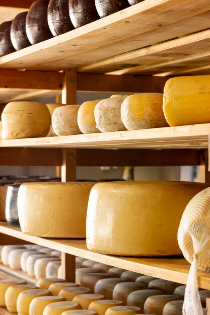 Varie forme di formaggio stagionato
