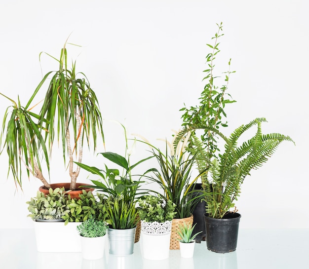 Varie piante in vaso disposte su una scrivania riflettente