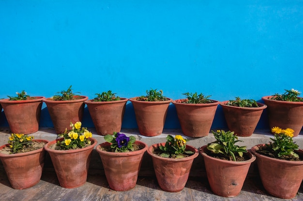 Vasi da fiori con parete blu