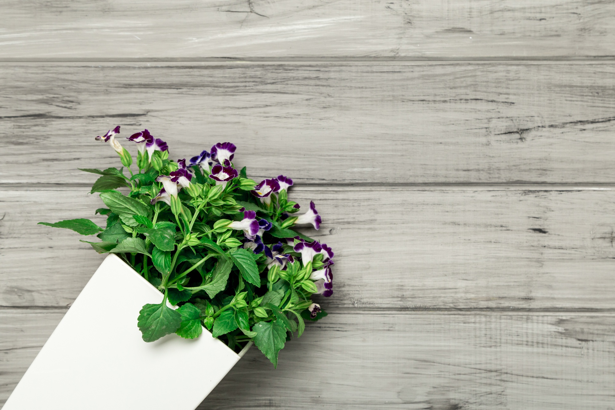 Vaso bianco con bellissimi fiori viola