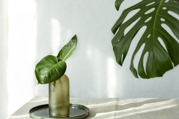 Vaso con foglie naturali e foglia di monstera all'interno della stanza.