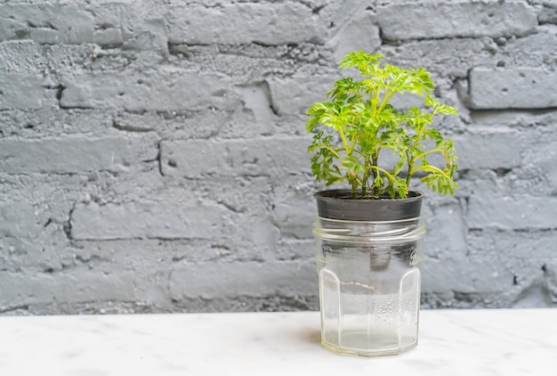 Vaso decorazione delle piante con spazio vuoto