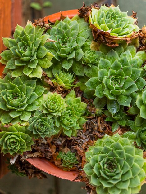 Vaso di cactus