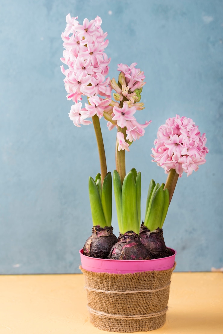 Foto gratuito vaso di fiori di giacinto