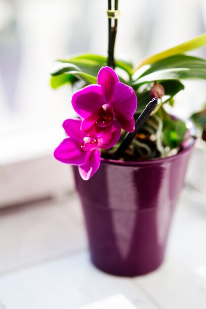 vaso di fiori viola