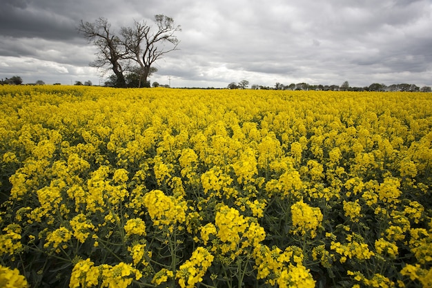 Vasto campo di colza gialla e un unico albero a Norfolk, Regno Unito