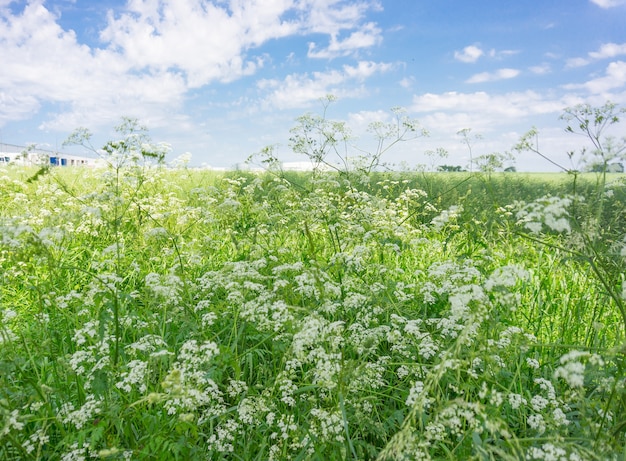 Vasto campo verde con fiori di campo durante il giorno