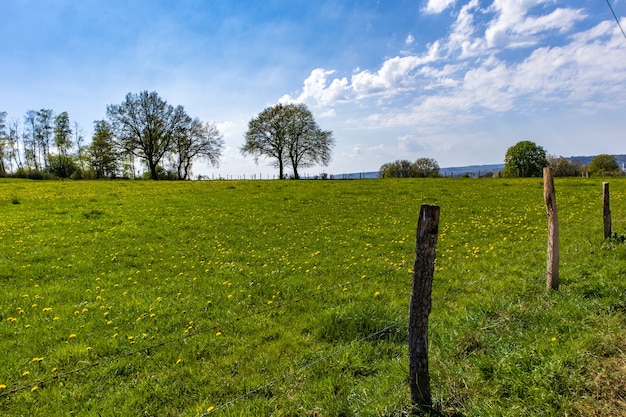 Vasto prato verde nel parco con pochi alberi e un cielo azzurro