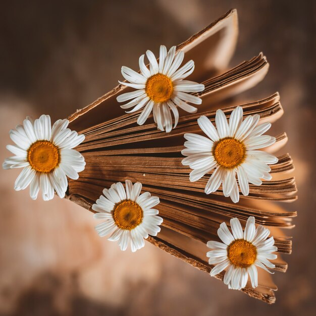 Vecchi libri con i fiori delle margherite di campo bianche.