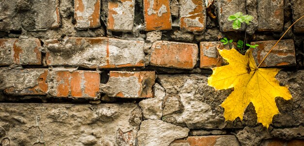 Vecchi mattoni con una foglia d'autunno gialla